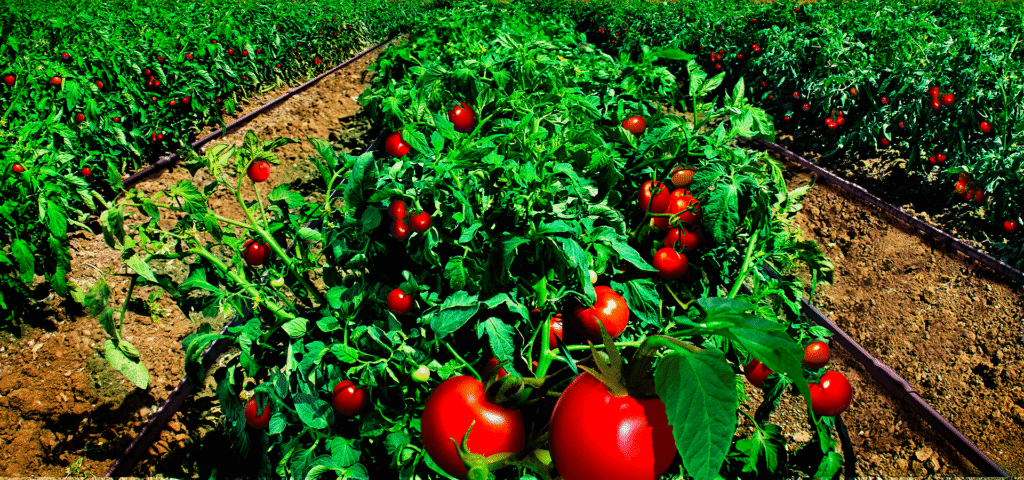 background pomodoro industria